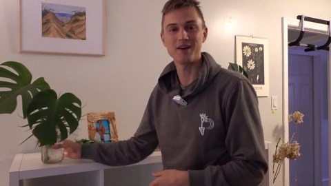 Monstera propagation: How to propagate Monstera deliciosa (2023)