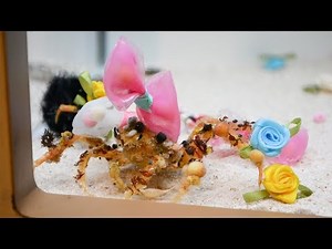ハロウィーン前に 隠しきれないその魅力 リボン背負った「モクズショイ」