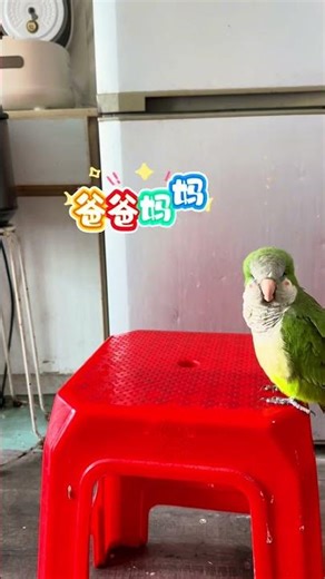 Title: The Talented Monk Parrot: Niu Niu's Family Chat Skills