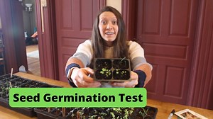 Seed germination test using paper towel, bag, and water