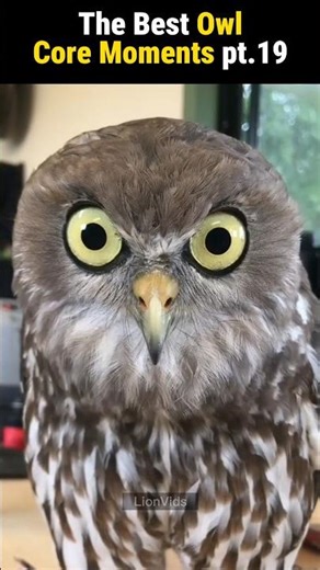 Owl Core Moments Pt.19 #owl #shorts
