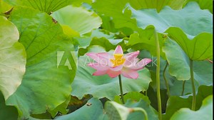 Beautiful early summer scenery of lotus pond with lotus in full bloom 4K real shot.