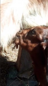 Momma goat was breast the milk for her cute baby goat ❤️🌸#goat#nature#shorts