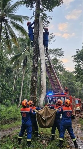 viral ular pyton raksasa diselamatkan petugas damkar #trending #ularbesar #viralvideo #shortvideo