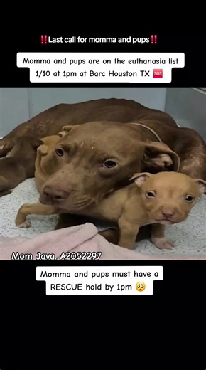 Urgent Call to Rescue Java and Her Puppies