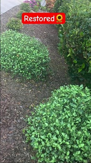 It was dead, but now it lives😄 My hack for restoring dead hedges! #gardenhacks #mastergardener
