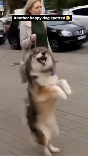 Smoll Cuties on Instagram: "Saw some doggos today, all good bois😋❤️ Get ready to witness the ultimate showdown of hilarious antics and doggone fun in our latest video! Watch as these furry friends compete for the title of the funniest dog on the block. From ridiculous tricks to unexpected surprises, these pups are guaranteed to leave you in stitches. Whether you're a dog lover or just looking for some lighthearted entertainment, this video is a must-see. So, grab your popcorn and get ready to l