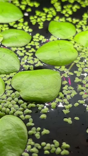 Exploring Popular Floating Aquarium Plants: Duckweed, Red Root Floaters, Amazon Frogbit, and Salvinia