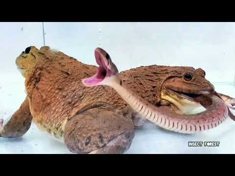 A Big Giant Frog Eating A Snake 🐍