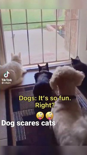 Dog scares cats