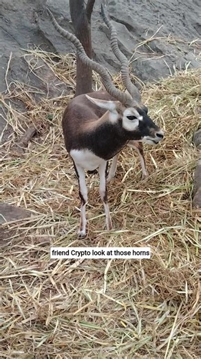 "Crypto" #best #wildlife #shorts #famous #cryptothemagnificent