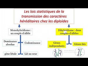 3 Les lois statistiques : cas de gènes liés et gène indépendants