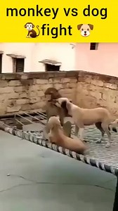 monkey vs dog monkey vs dog fight monkey comedy monkey funny videos dog vs monkey | Dog I Love You