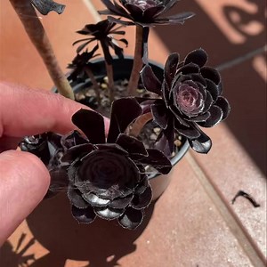 Esquejes de #aeonium arboreum 😍 | En20metros - Huerto Urbano