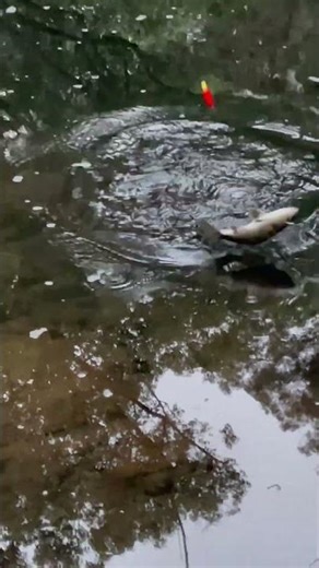 Looks Like a Spangled Perch 🎣