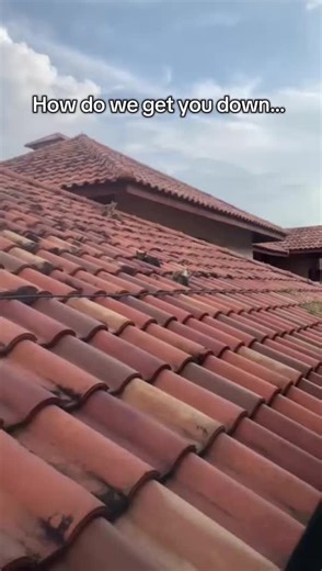 I get headache seeing them like this. Hopefully we can trap them. #catsoftiktok #kittens