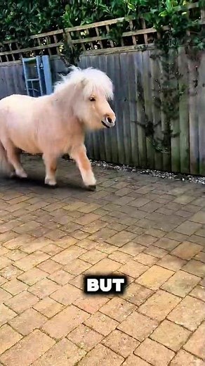 3 Incredible Horse Breeds with Unique Abilities #horse #equestrian #facts