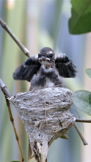 193K views · 1.1K reactions | Pied Fantail In Nest Flapping Its Wings #bird #nest #aw #flapping #fantail #nature #wildlife HA46511 | HAWI Studios | Facebook