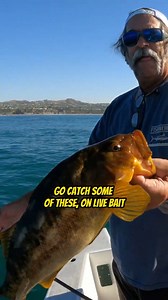 Anyone can catch a Bluefin! BUT can you catch a Calico Bass on Live Bait! Your Saltwater Guide is Sponsored by McCarty Yacht Group. | Your Saltwater Guide