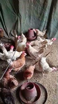 Poultry Framing || HOME based poultry Farming