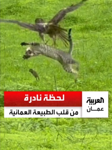 ‏🎥| مشهد يوثق جانبا من الحياة البرية في محافظة ظفار بسلطنة عُمان | Nature Videos