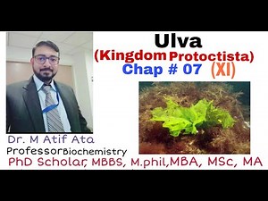Kingdom Protoctista (ULVA) XI Chap 7 || DR M ATIF ATA