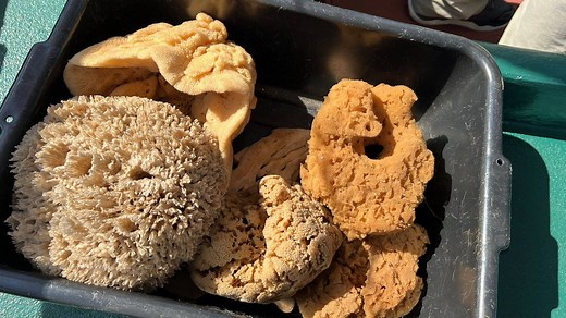 Learn the history of Tarpon Springs Sponge Docks at Spongeorama