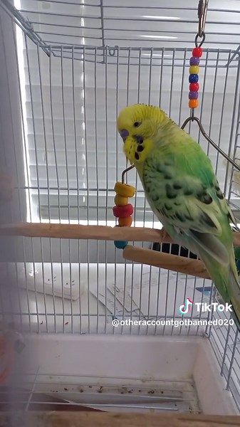 How to teach your bird to talk! #birds #foryou #foryoupage #fyp #trending #viral #funny #love #tiktok #budgie #budgerigar #parakeet #bird #budgies #pet #cute #birb #sillybudgie #animals #parakeets #pets #smile #happy #beautiful #sweet #birbs #animallover #adorable #beauty