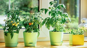 7 Tips To Growing Vegetables Indoors During The Summer