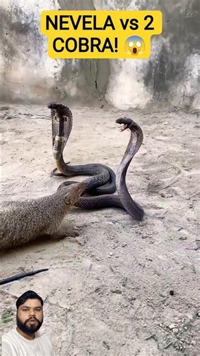 1 Nevela vs 2 Cobra Kaun Jitega? 😱 #shorts #wildlife #snake #cobra