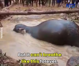 Kind people and onlookers united to rescue a poor elephant Credit: Newsflare | NTD India