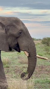 Enjoy watching this big elephant bull feed! Did you know elephants eat up to 400kgs of fresh plant material per day? 🤯🐘 What do you think happened to his tusk? 😢 #fblifestyle #elephant #wildlife #animalplanet #nature #wilderness #sighting #africa | Jacques Schutte Wildlife