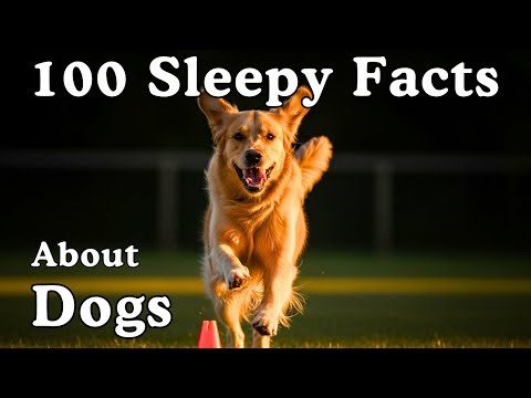 The Most Relaxing Facts About Dogs to Fall Asleep To - Dreamy Science