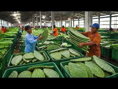 How Cactus Is Processed Into Juice & Medicine | Inside a Modern Cactus Factory