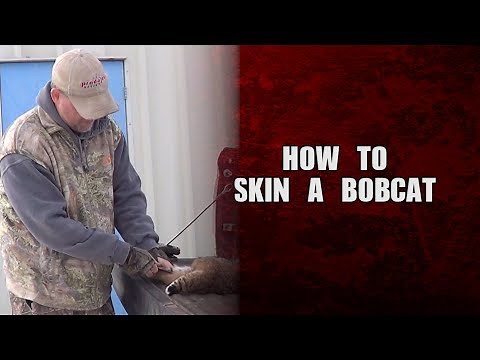 How to skin a Bobcat