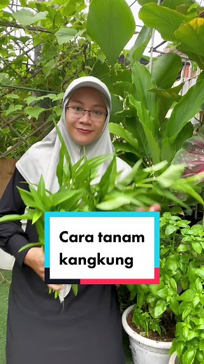 Cara Menanam Kangkung dalam Pasu yang Berkesan