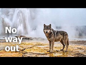Yellowstone Wolves: The Boiling Earth | 4K Nature Film
