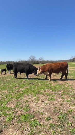 It’s the pawing the ground for us! 😉 This is about as rough as things ever get between these two! #bullfight #kentuckyfarmlife #farmlife #barnlife #barn #farm #countryliving #kentucky #barnanimals #farming #bull #bulls #cattle #cows #cow #farmer #herd | Kentucky Farm Life