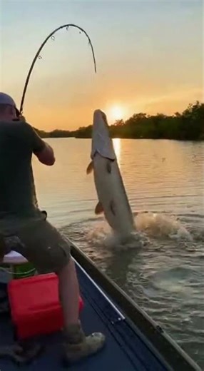 River Monsters Big Catch Monster Tigerfish Hunt with Hunter Xploree