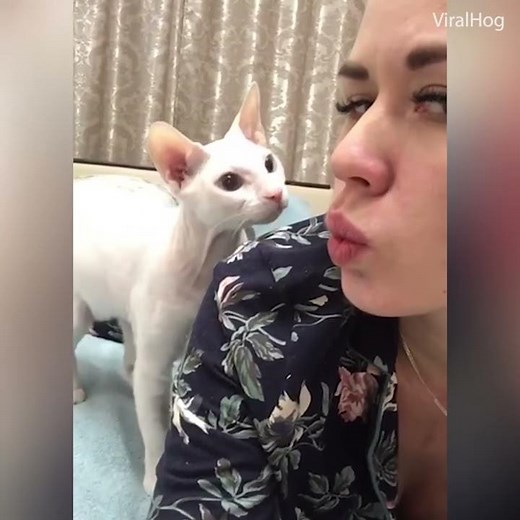 Cat slaps owner in the face - Daily Mail