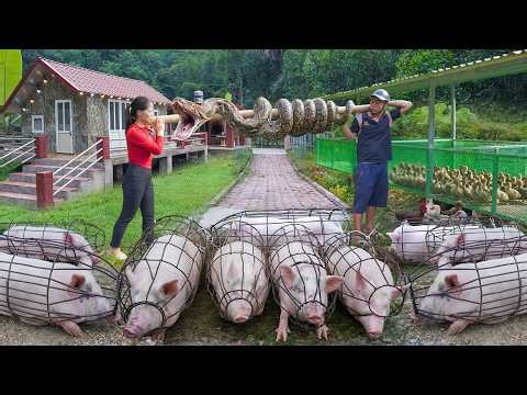 Full Video: 77-Days Selling Many Pigs, Geese, Chicken After 6-Month of Raising, Giant Python