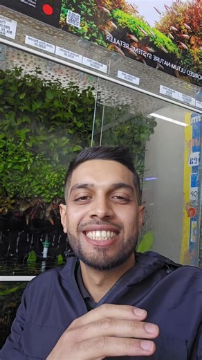 🌿 PLANT STOCK UPDATE!🪴🔥 Fresh drop of premium aquatic plants just landed! 💚 Java Fern (Top Quality!) 🌿 Bolbitis Ferns 🌱 Hygrophila Pinnatifida 💎 Bucephalandra Pygmea 🧅 Madagascar Lace Bulbs 🌾 Staurogyne Repens 🍃 Anubias Varieties 🌊 Vallisneria …& SO MUCH MORE in store now! 🐠 #WazeersAquariums #AquaticPlants #Aquascaping #PlantedTank #JavaFern #Bucephalandra #Hygrophila #MadagascarLace #Anubias #TropicalPlants #Fishtok #AquariumPlants 🪴🌿💧🐟🔥 | Wazeer's Aquariums