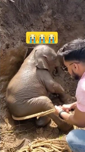 Saving Baby Elephant 😱😭