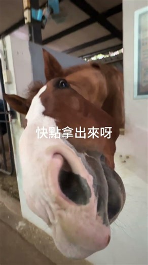 哈哈😁被嫌棄 #kaiestudio #搞笑馬#可愛馬