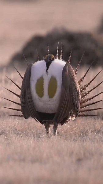 🔥 The mating display of the sage-grouse, That popping noise you hear is the air sacs on his chest rhythmically expanding, a sound that can travel approximately 3km to attract females to to view their performance