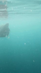 If the #OceanTwilightZone had a yearbook, the basking shark would definitely be named “Most Chill.” This massive shark gets its relaxed reputation from the way it seems to “bask” in warm surface waters, in almost every ocean around the world. Their eating style is called “ram feeding” but in reality it’s pretty passive: a basking shark will swim slowly through dense patches of zooplankton, filtering out the water through gill rakers encircling its head. 📲 Chill out with some fun basking shark f