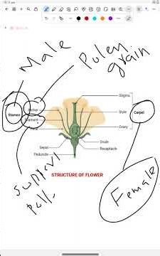 Reproductive Parts of a Flower: Structure & Functions #botany #biology #viralshorts #sciencestudents