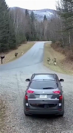 wolf pack surrounds car at night