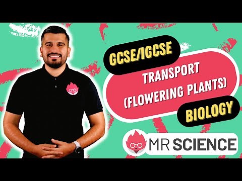 Transport in Plants - Xylem and Phloem | IGCSE Biology | GCSE Biology in 4K | Mr Science