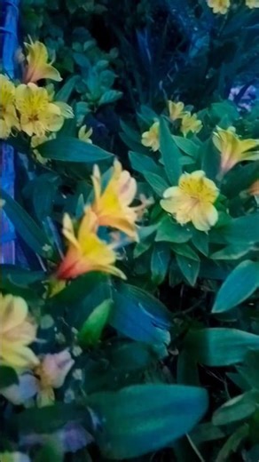Alstroemeria flowers 🌺🌸#Peruvian lily #Flower garden #Floral design #shorts #ytshorts